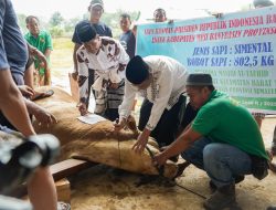Momen Berkah Idul Adha 1446 H yang Penuh Makna Warga Muba Sembelih Sapi Presiden Prabowo